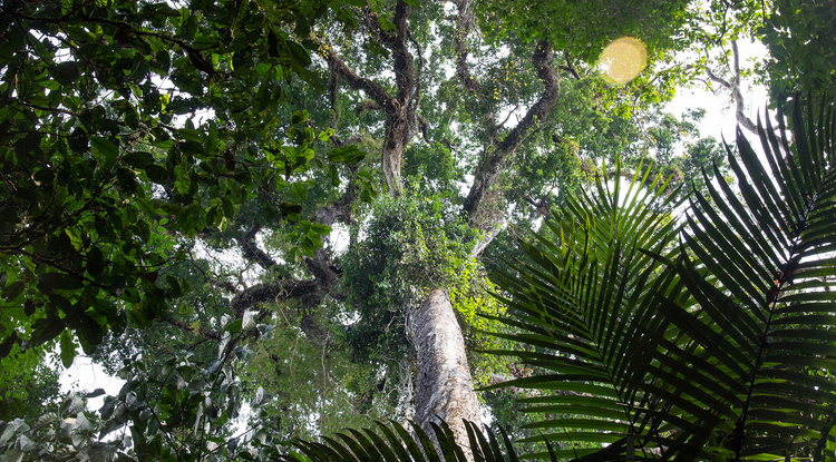 View of the canopy structure of the rainforest, as seen from the ground. (Photo: Marielle Smith)