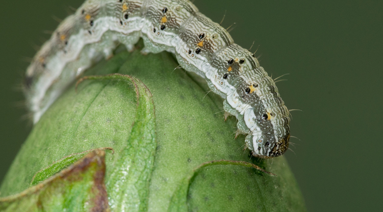 A caterpillar of the cotton bollworm (Helicoverpa armigera) readies to devour a boll of cotton. (Photo: Wenxue Pan/Nanjing University)