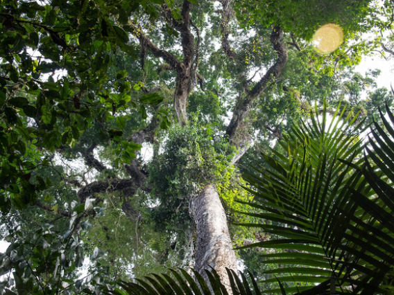 View of the canopy structure of the rainforest, as seen from the ground. (Photo: Marielle Smith)
