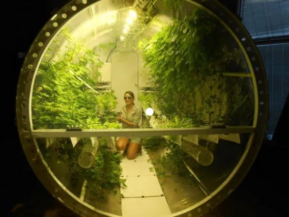 Student working in Steklar Lunar Greenhouse